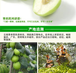 云南元謀 甜蜜滋味，新鮮直達——蜜棗與大青棗的味蕾盛宴