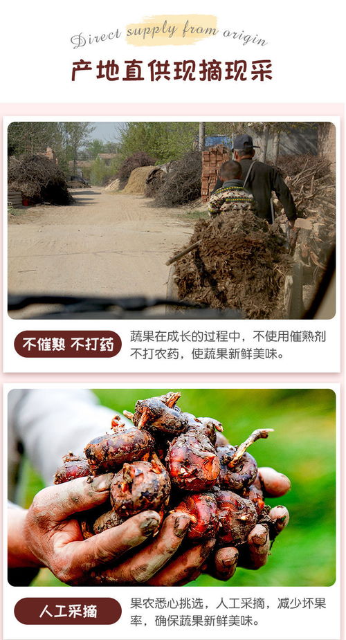高原馬蹄脆甜，云南特產(chǎn)荸薺地梨的滋味與選購